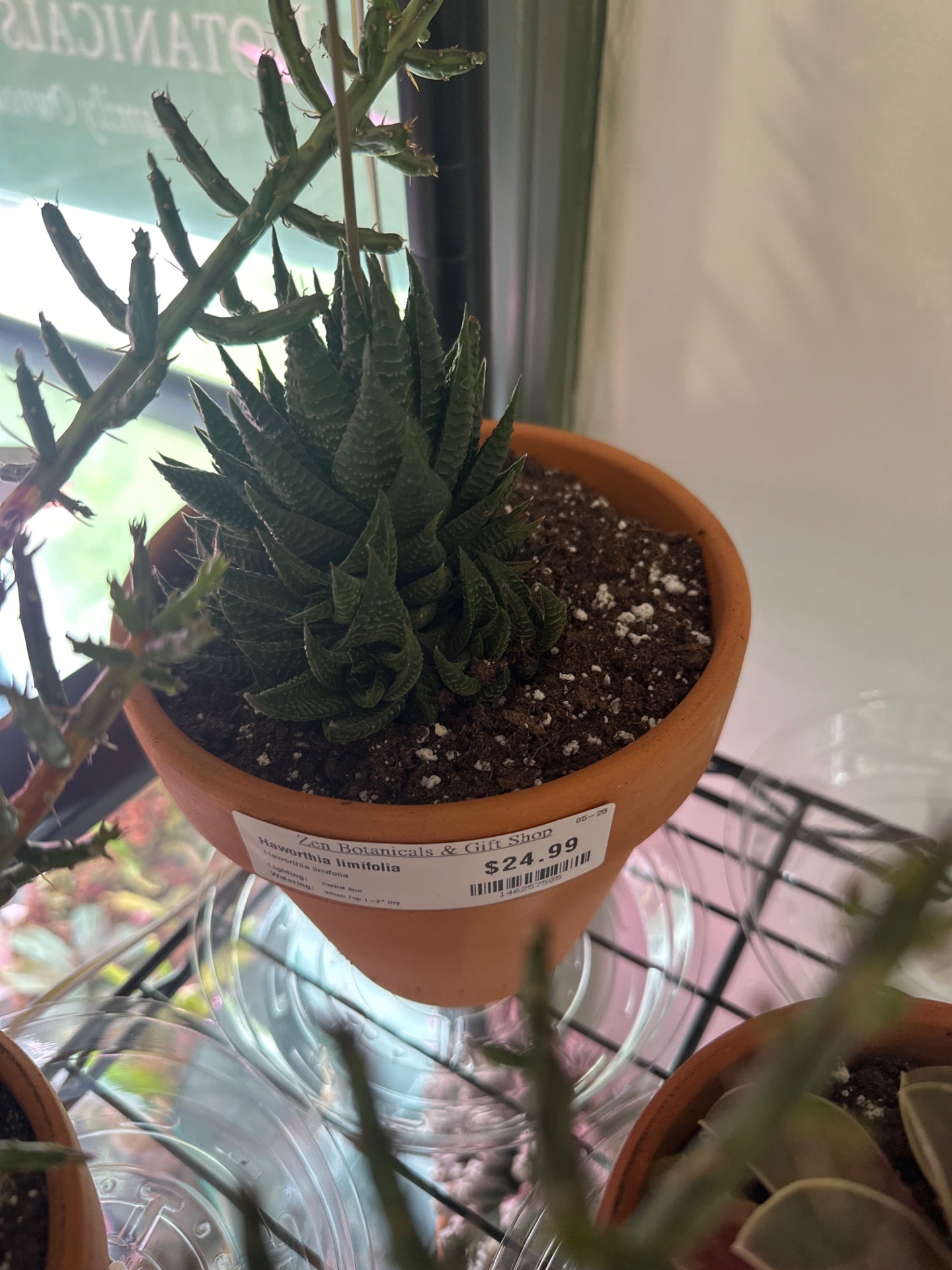 Haworthia limifolia (#146257585)