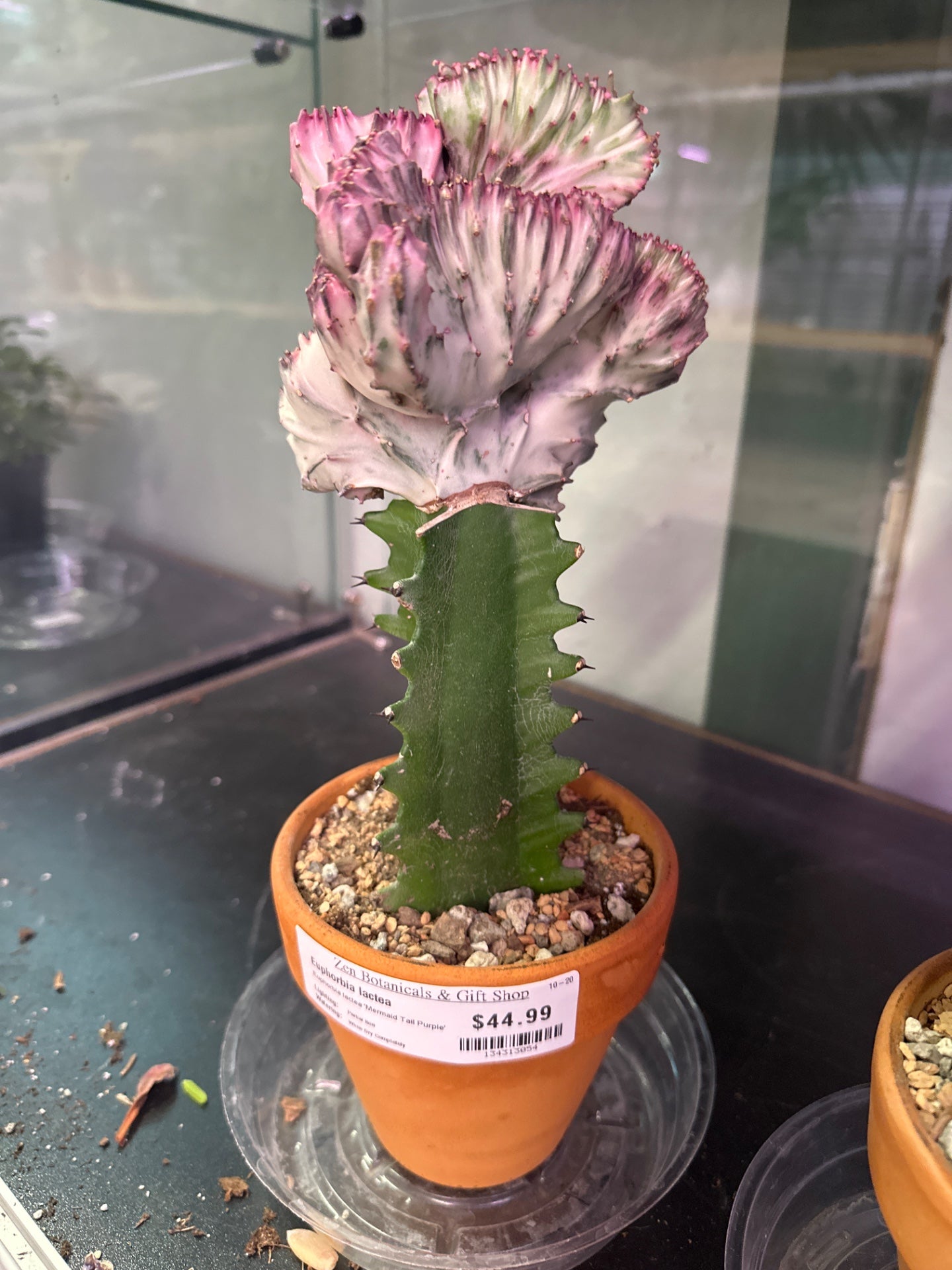Euphorbia lactea 'Mermaid Tail Purple' (#134313054)