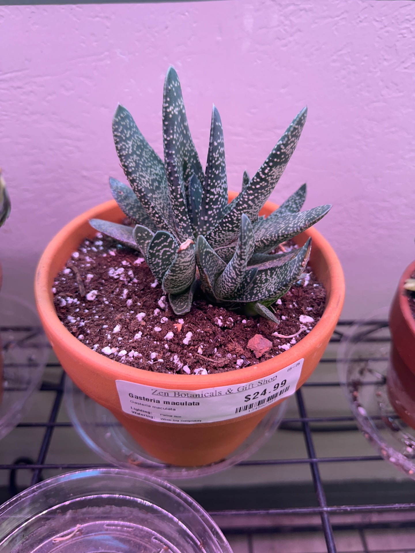 Gasteria maculata (#134582307)