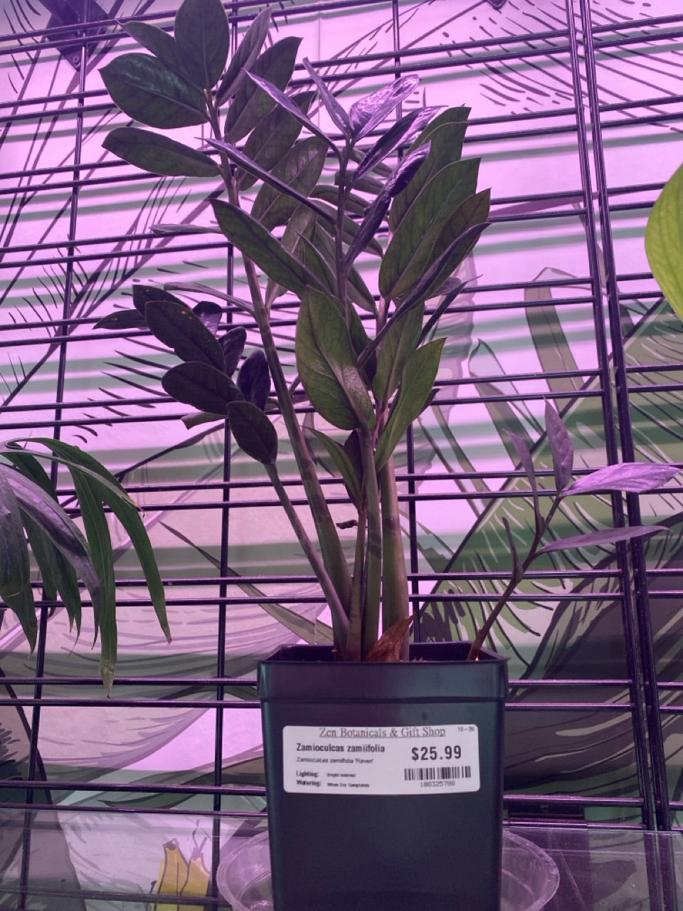 Zamioculcas zamiifolia 'Raven' (#108325788)
