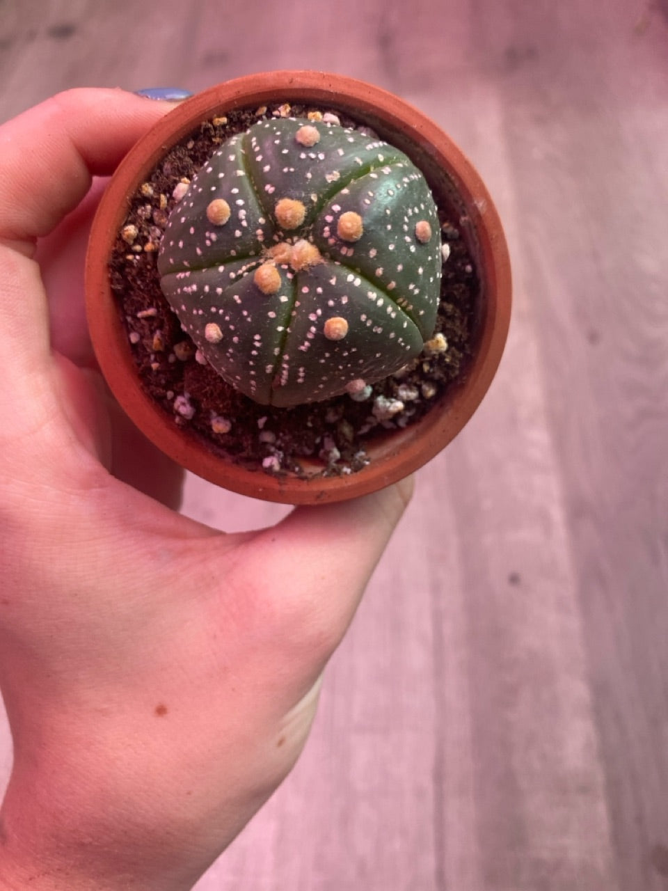 Astrophytum asterias 'Super Kabuto' (#242508084)