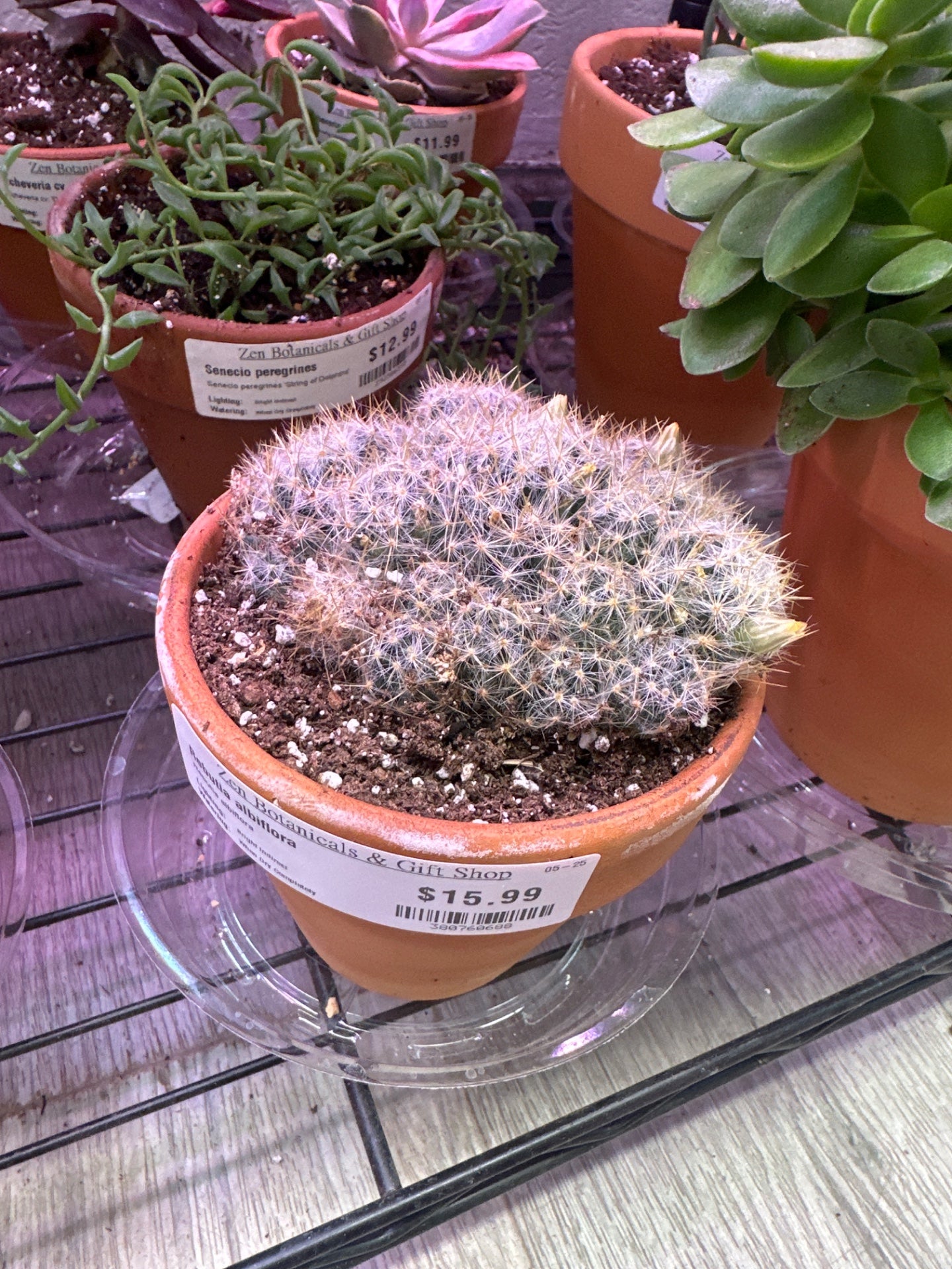 Rebutia albiflora (#380760688)