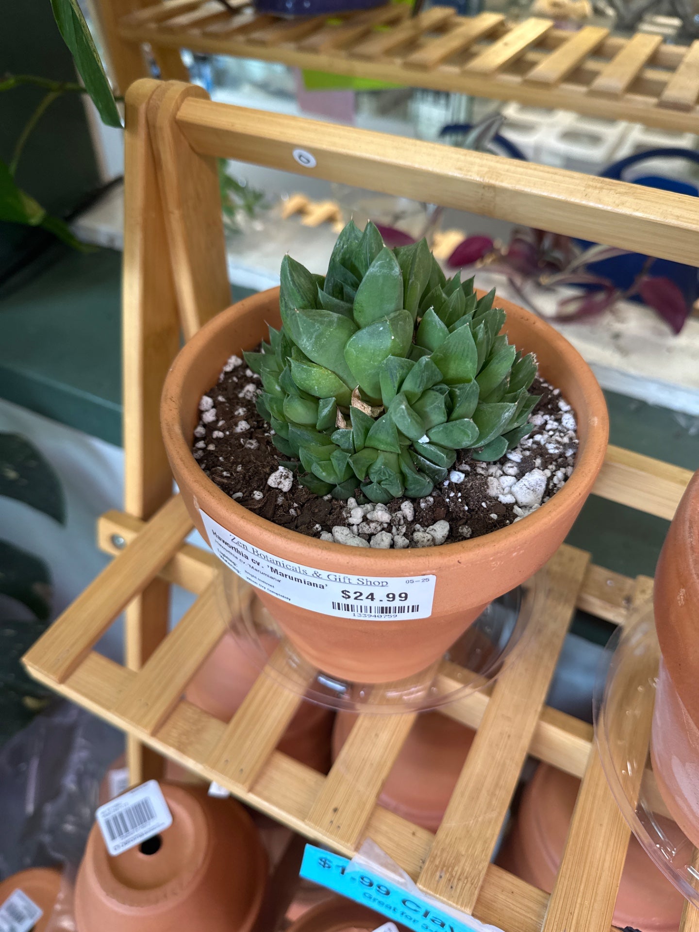 Haworthia cv. 'Marumiana' (#133940759)