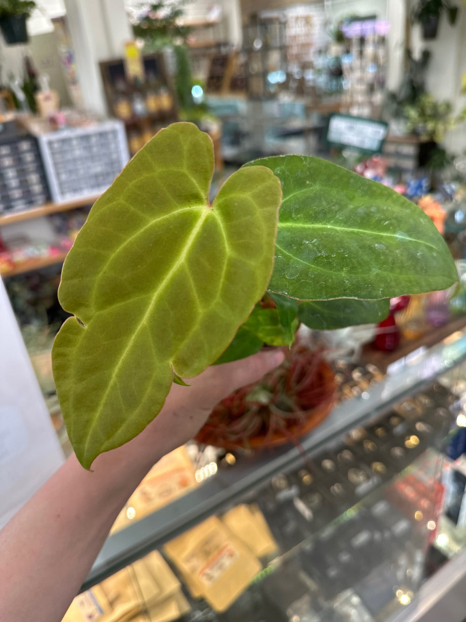 Anthurium crystallinum x red crystal (#175917042)