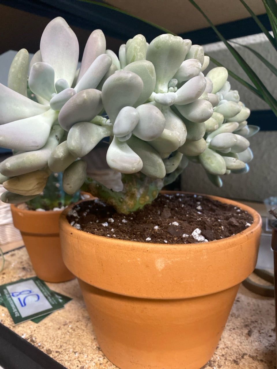 Pachyveria cv. 'crested' (#228958432)