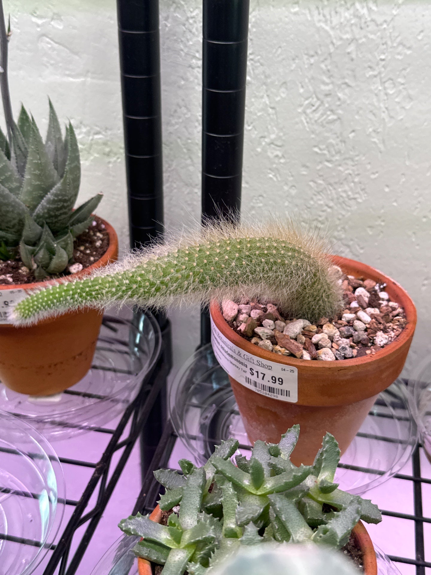 Cleistocactus colademononis 'Monkey Tail' (#705104298)