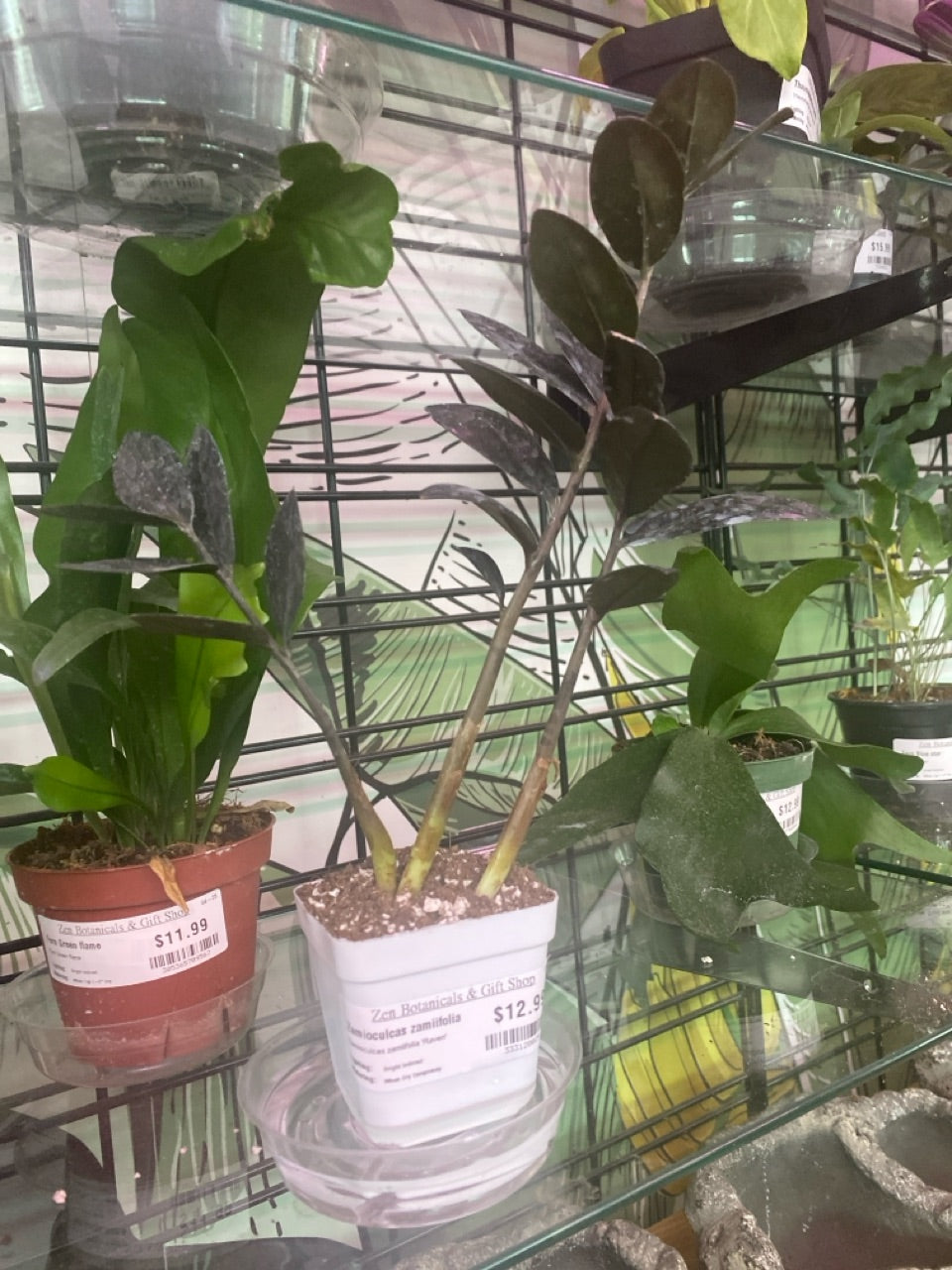 Zamioculcas zamiifolia 'Raven' (#333128029)