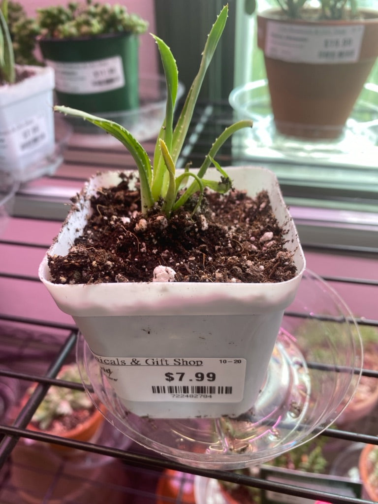 Aloe Humilis hybrid 'Solar Flare' (#722482784)