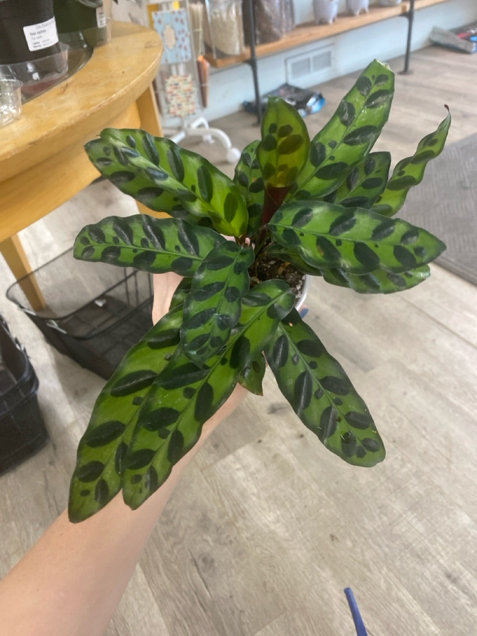 Calathea Rattlesnake (#571726535)