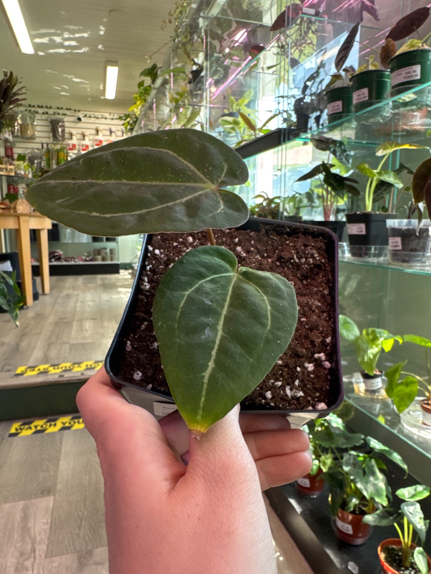 Anthurium noID (#595143461)