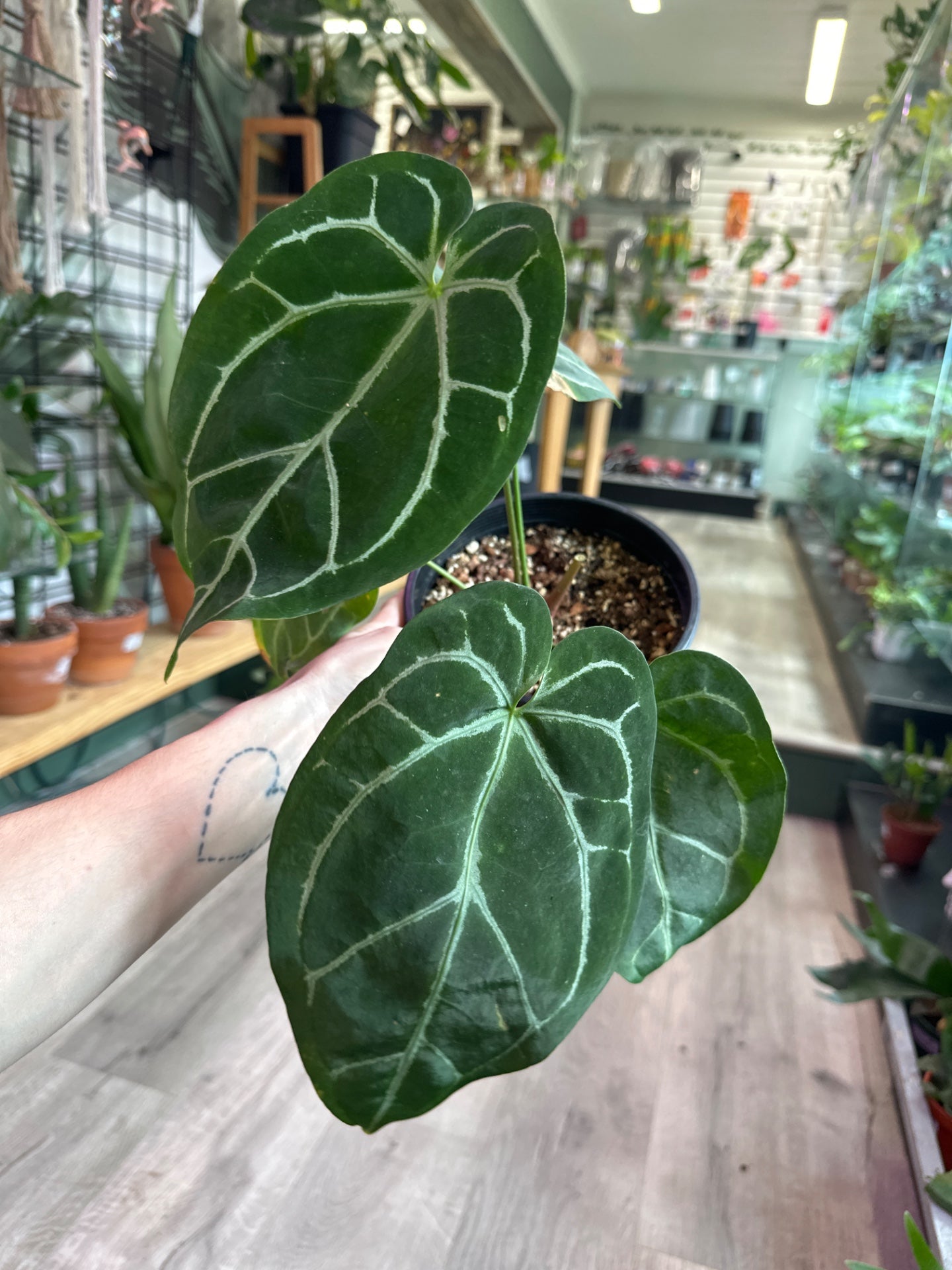 Anthurium Red Crystallinum mag x Ace of spades (#130209966)