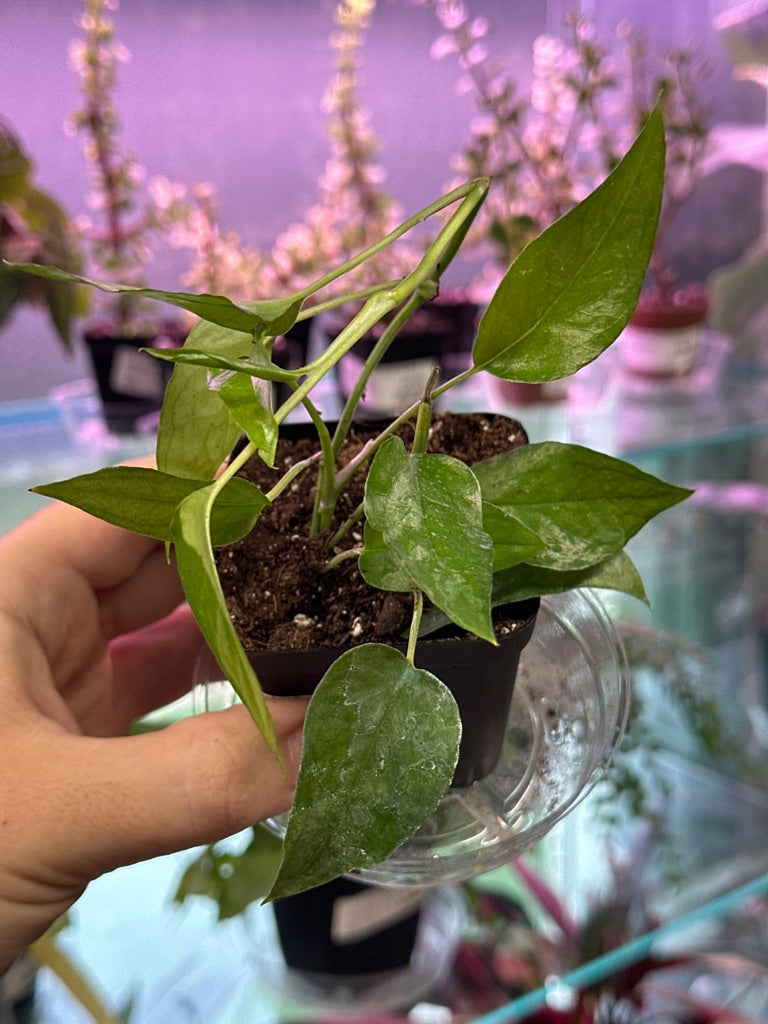 Epipremnum Aureum 'Skeleton Key' (#349088502)