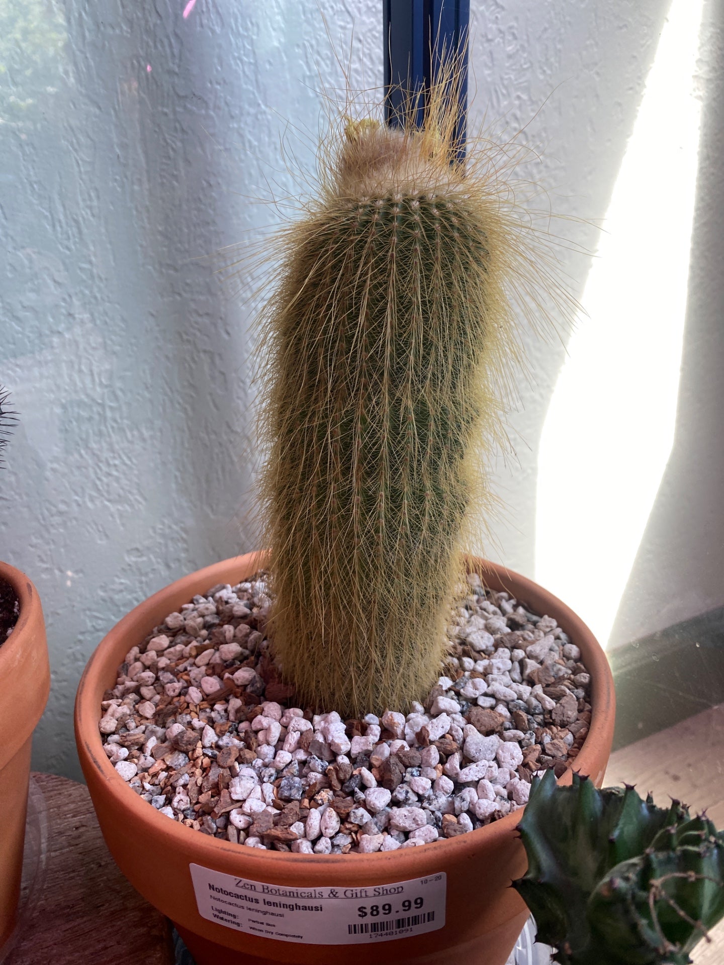 Notocactus leninghausi (#174401091)
