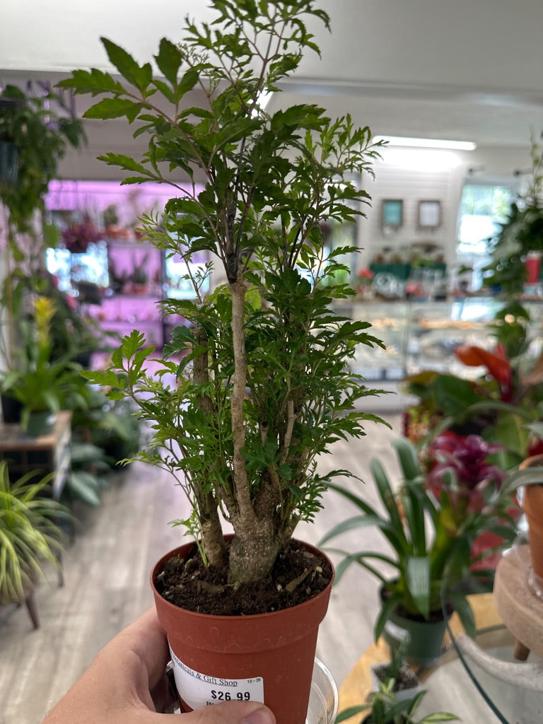 Aralia Ming (#706108827)