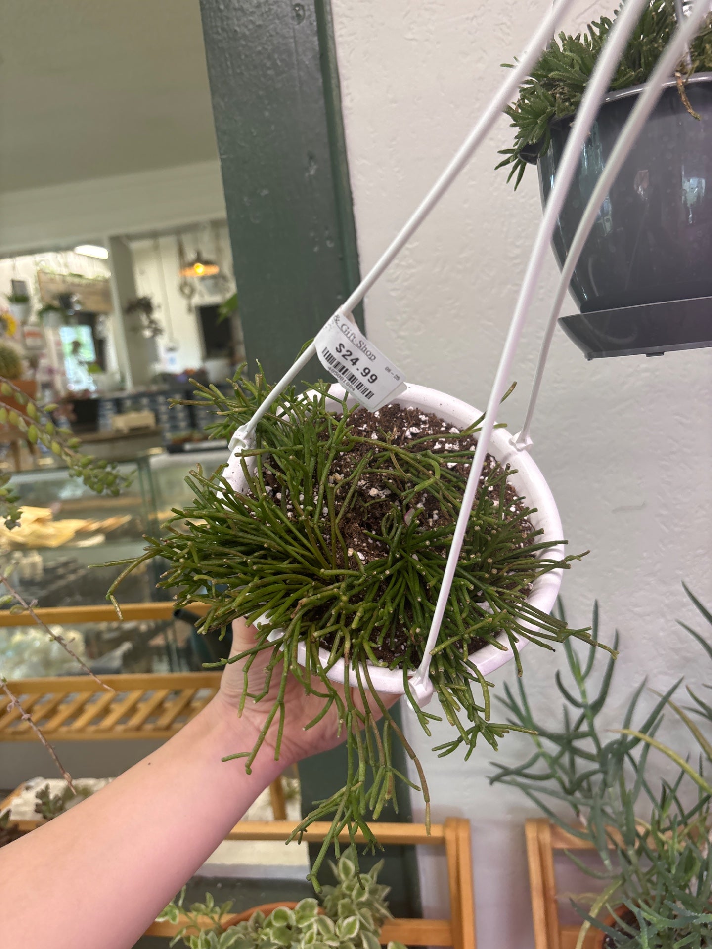 Hatiora salicornioides 'Dancing Bones' (#453800324)
