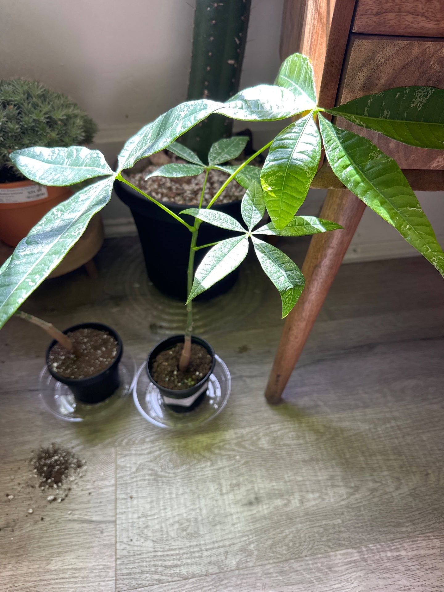 Pachira aquatica 'Variegated Money Tree' (#960173677)