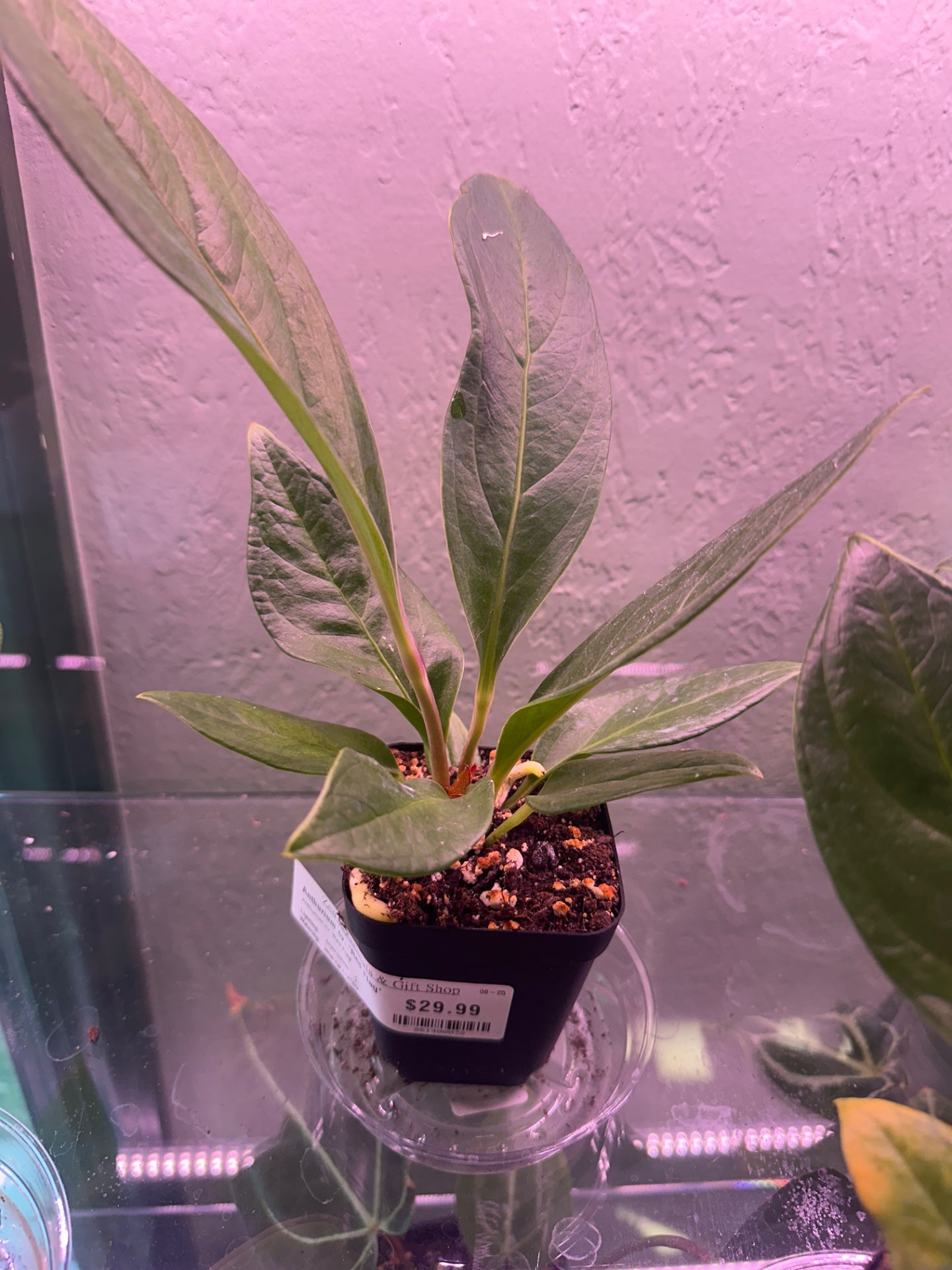 Anthurium cv. 'Red Flag' (#861400038)