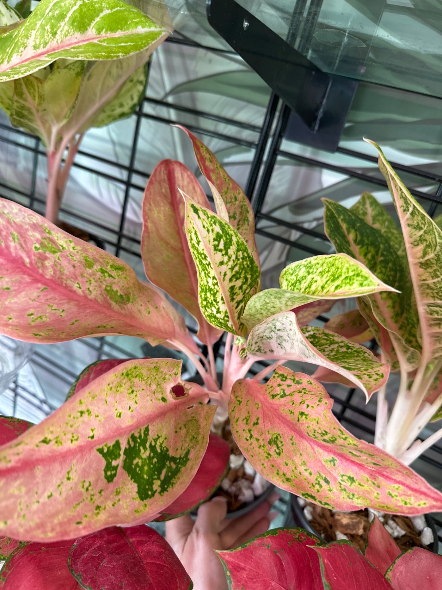 Aglaonema cv. 'Baby Tiger' (#755497382)