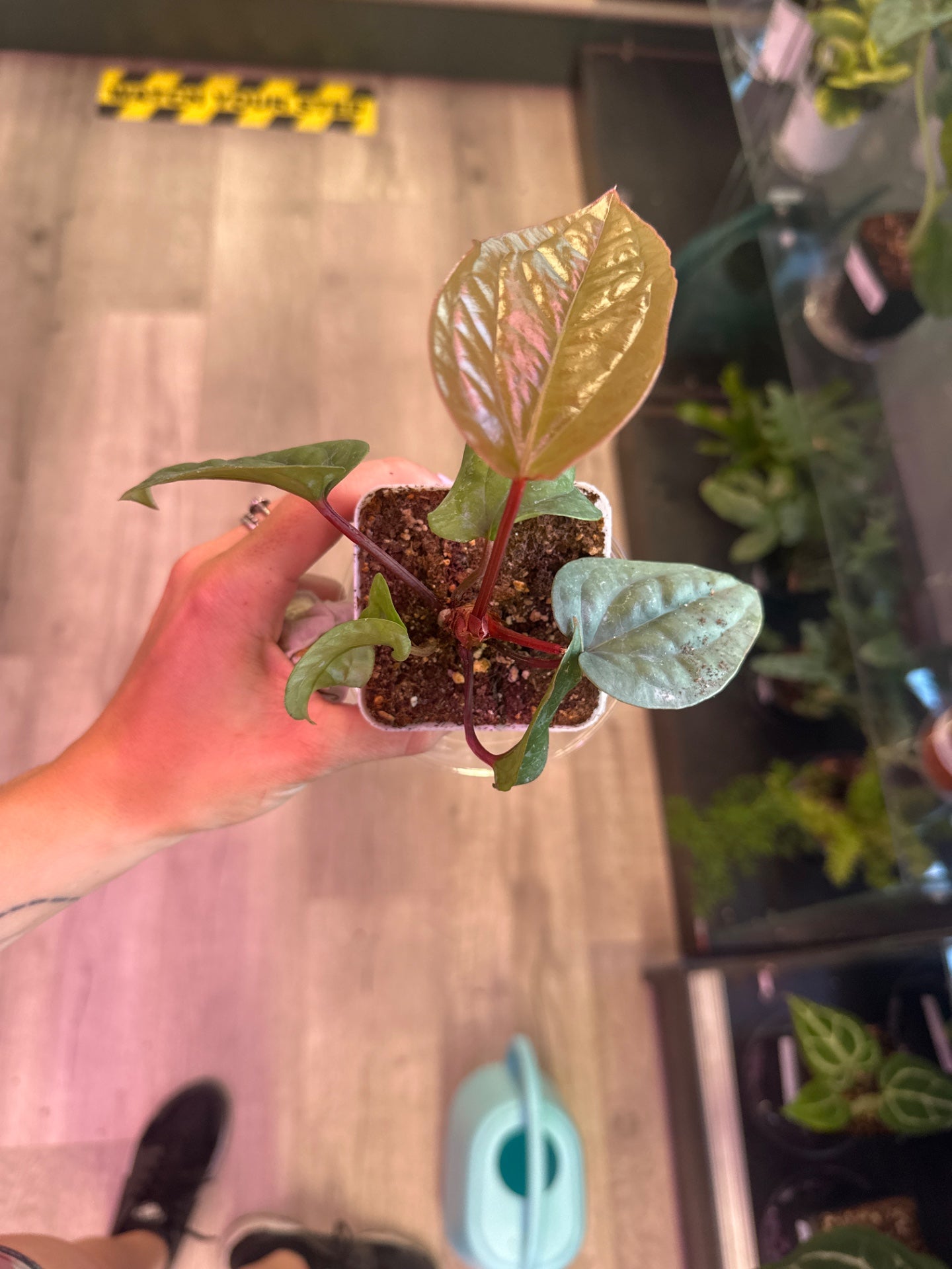 Anthurium luxurians X radicans (#151022520)