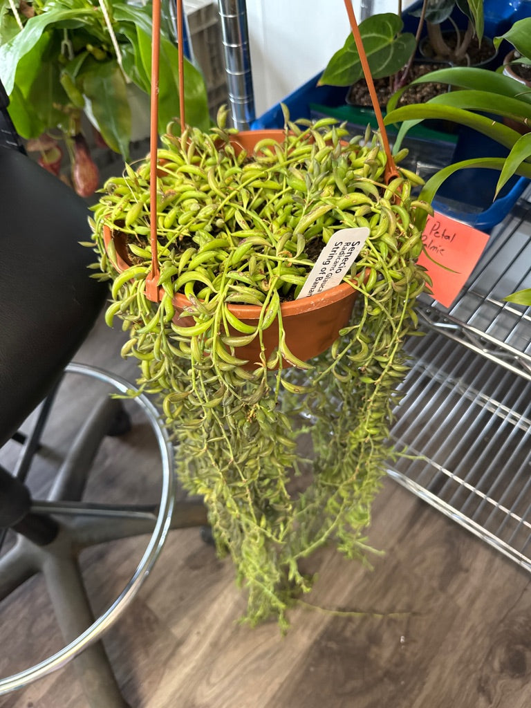 Senecio radicans glauca 'String of Bananas' (#489959753)