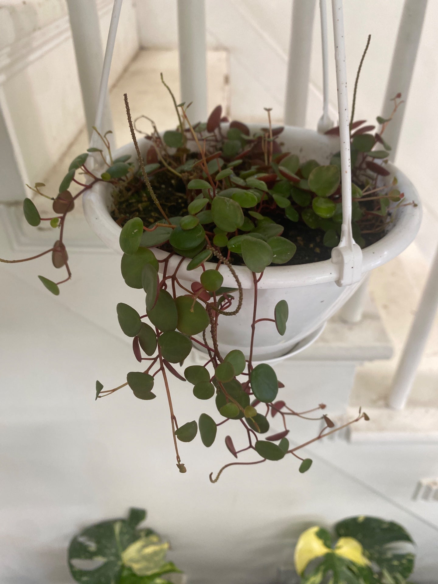 Peperomia prostrata x humilis 'Ruby Cascade' (#390813772)