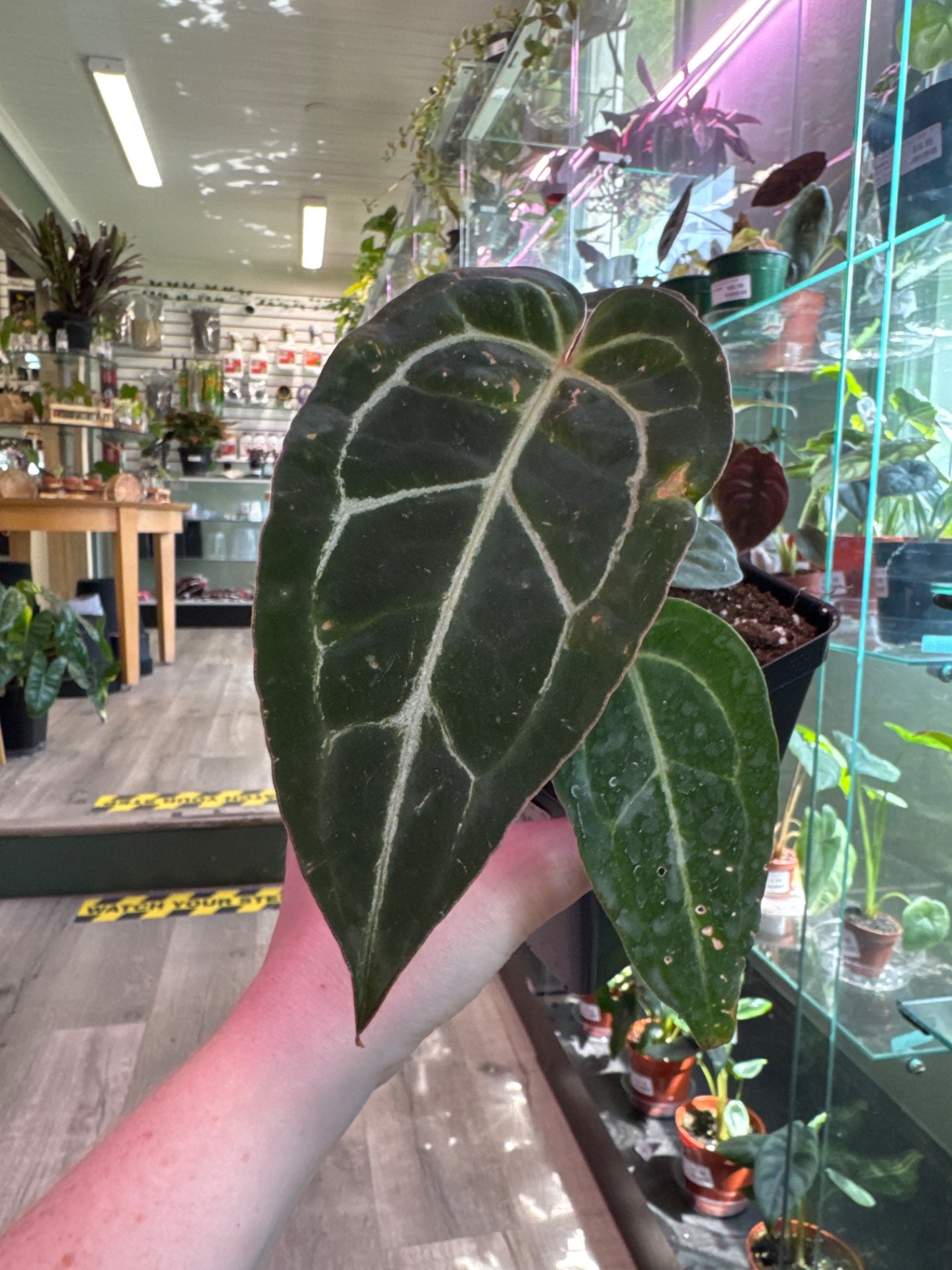 Anthurium noID (#761508024)