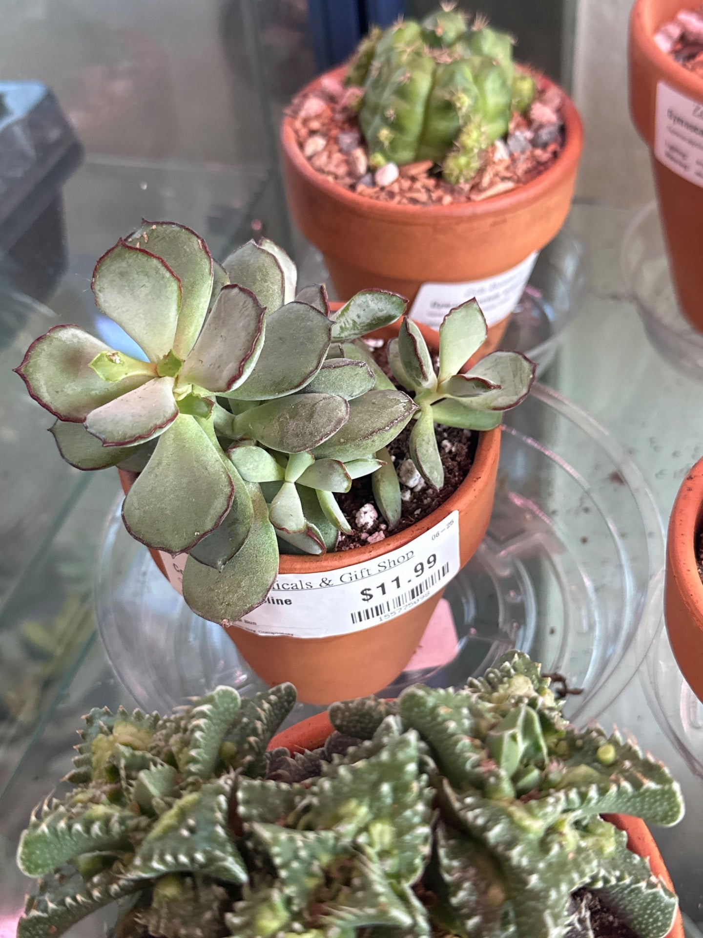 Cotyledon chocoline (#155775098)