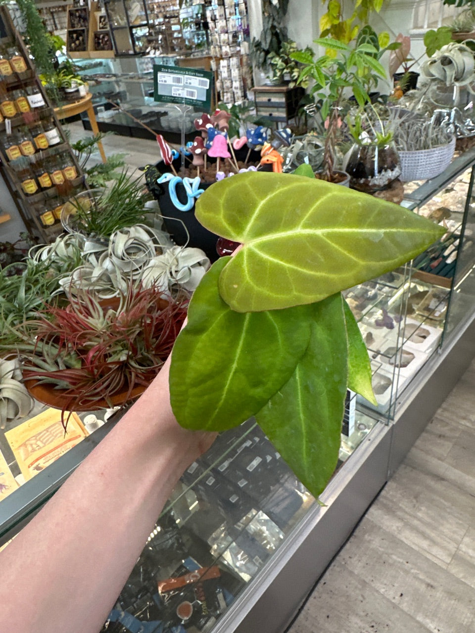 Anthurium crystallinum x red crystal (#162990864)