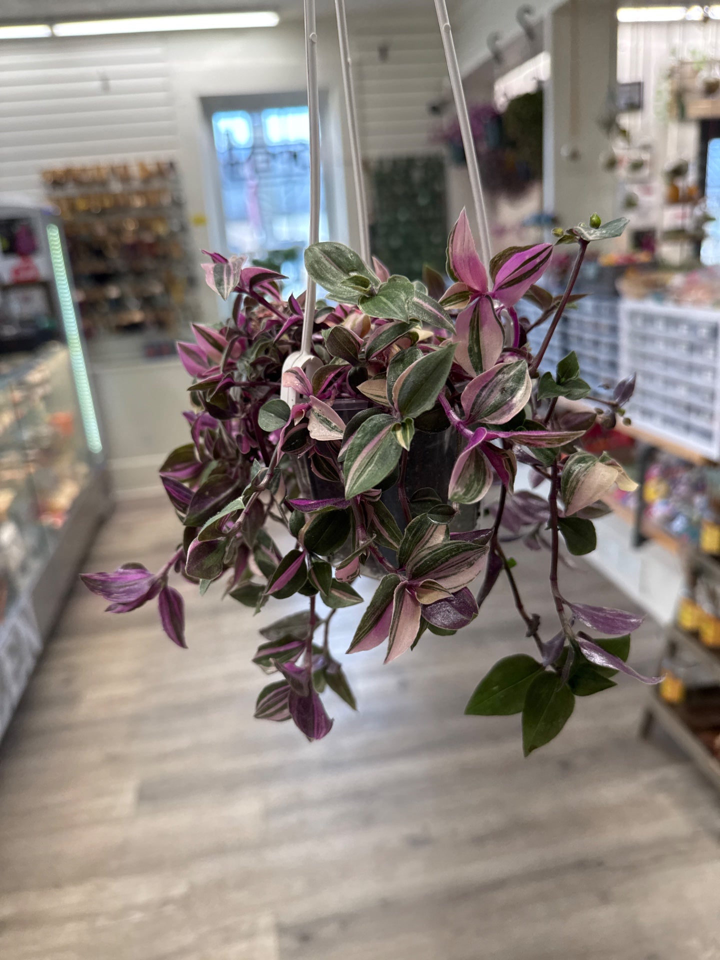 Tradescantia mundula 'Tri-Color' (#521036010)