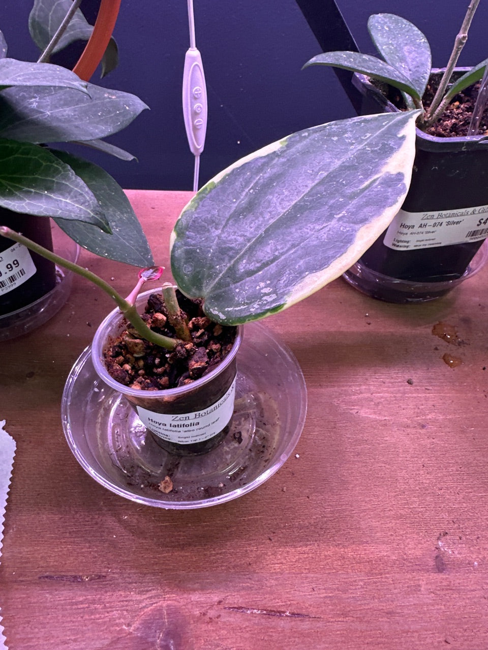 Hoya latifolia 'albo round leaf' (#619445480)