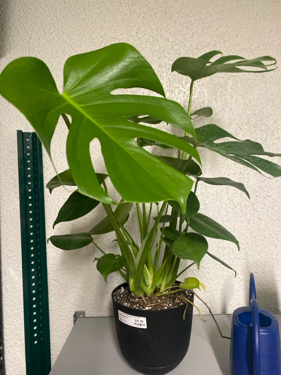 Monstera deliciosa (#180917418)