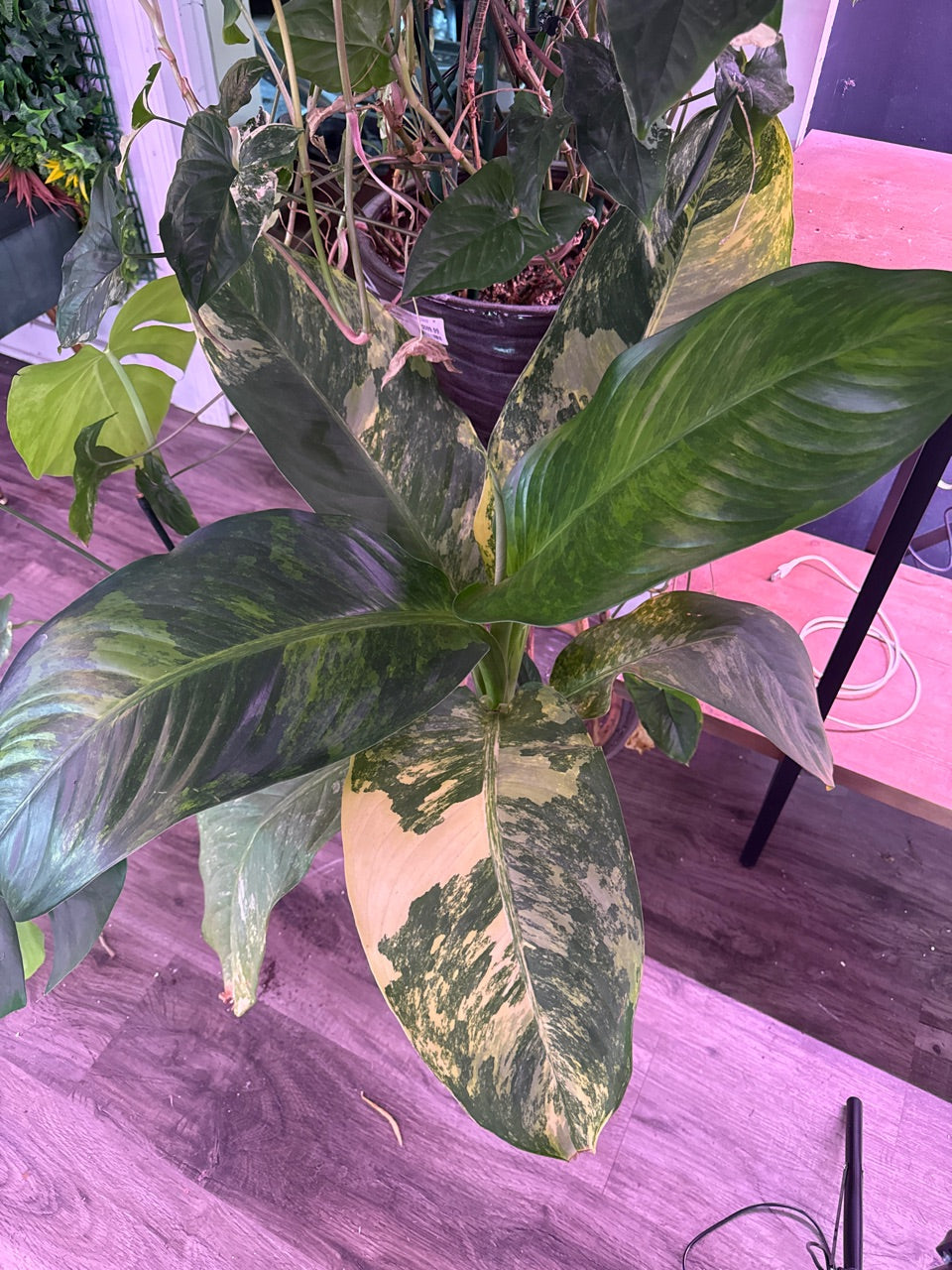 Dieffenbachia spp. 'variegated' (#095602923)