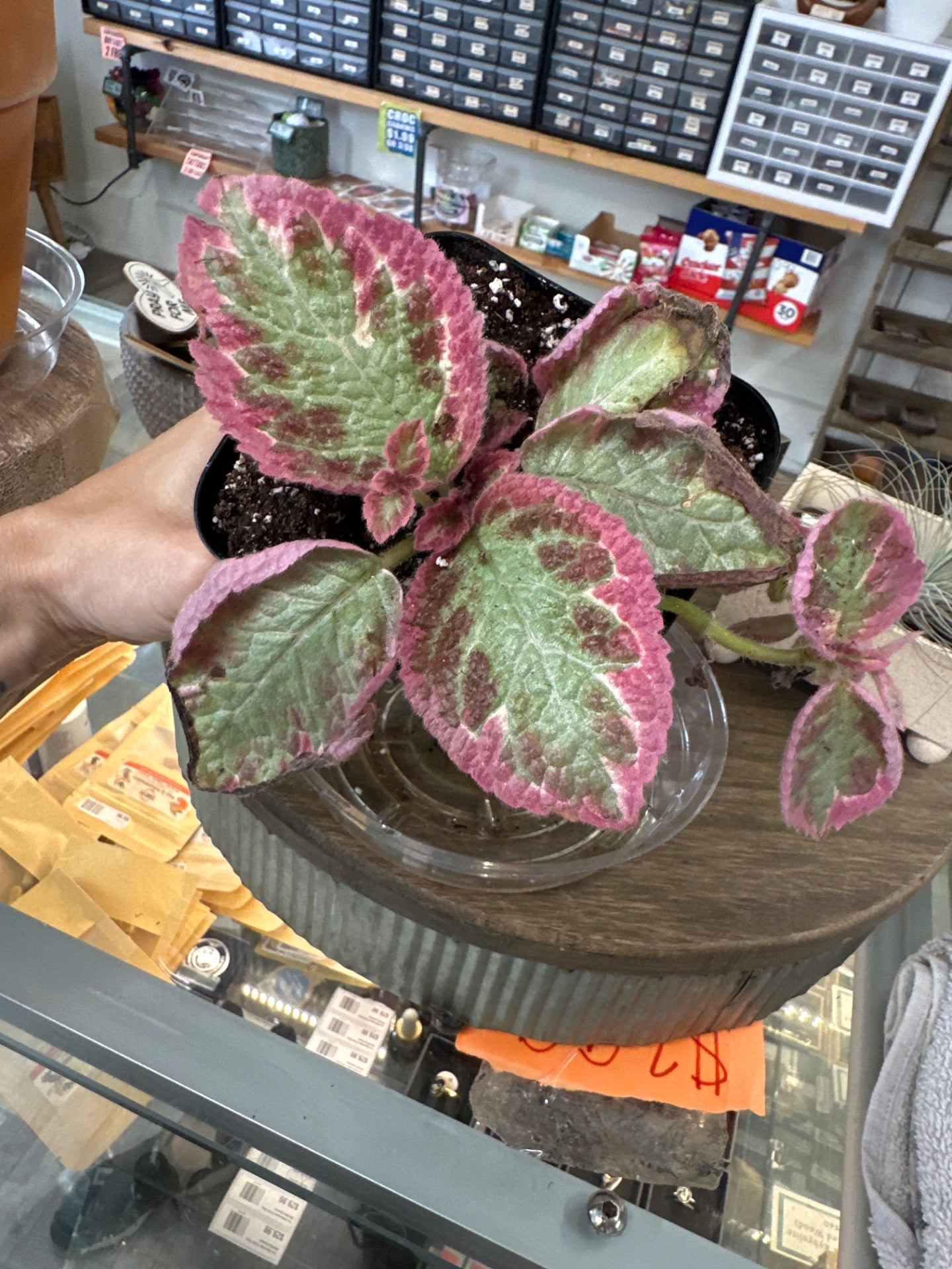 Episcia Pink Brocade (#223713547)