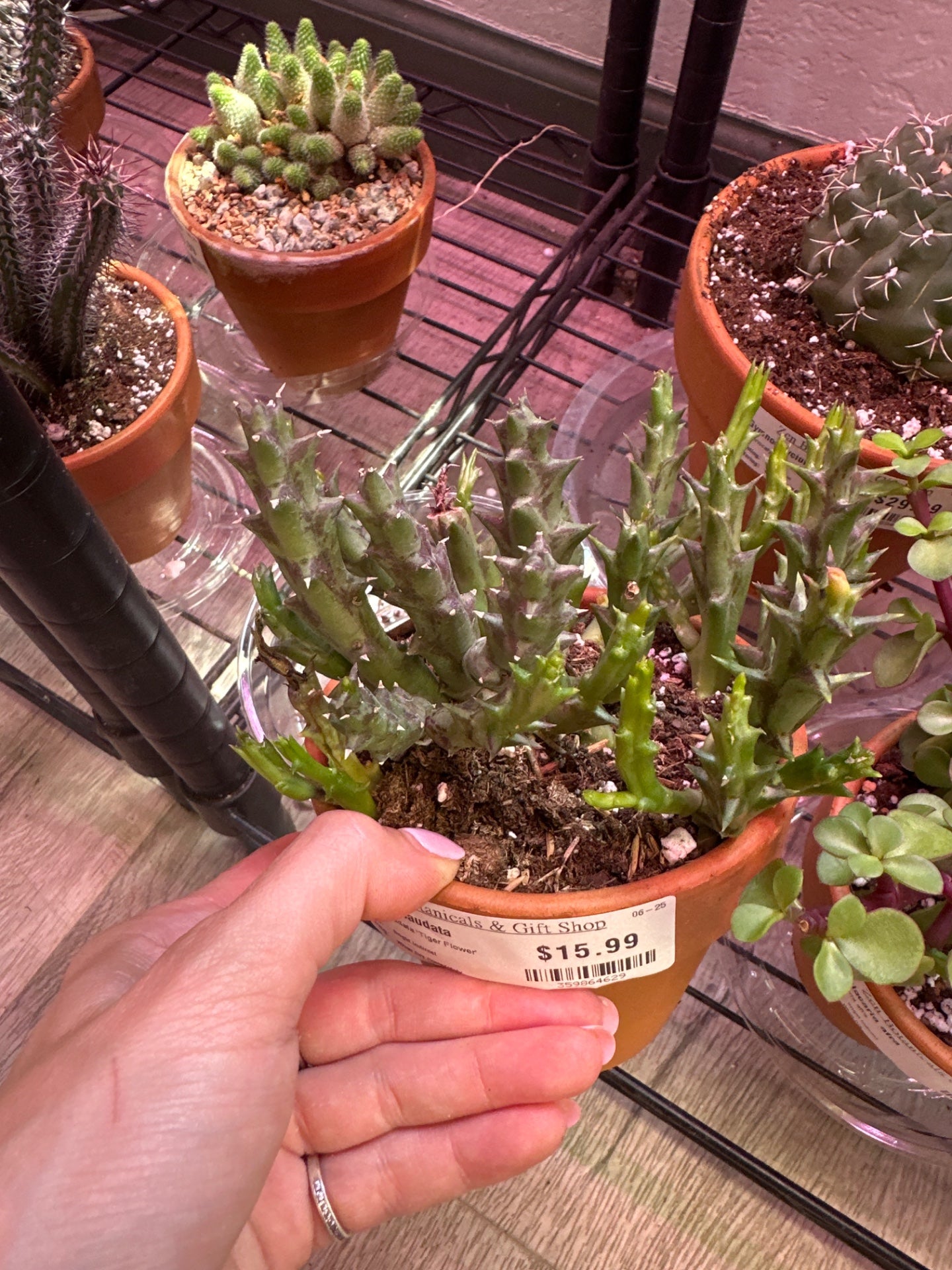 Caralluma caudata 'Tiger Flower' (#359864629)