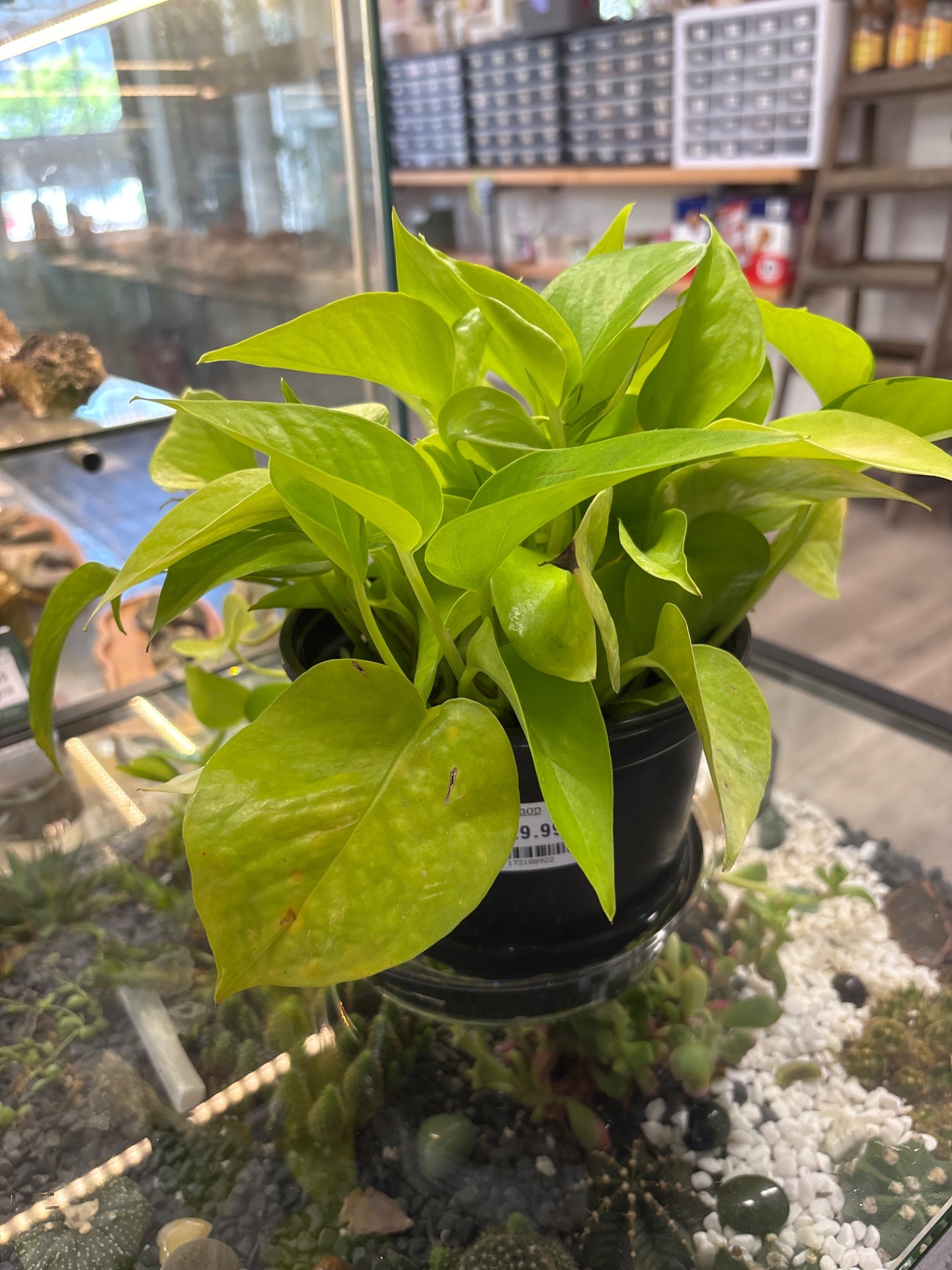 Epipremnum aureum 'Neon' (#173188922)