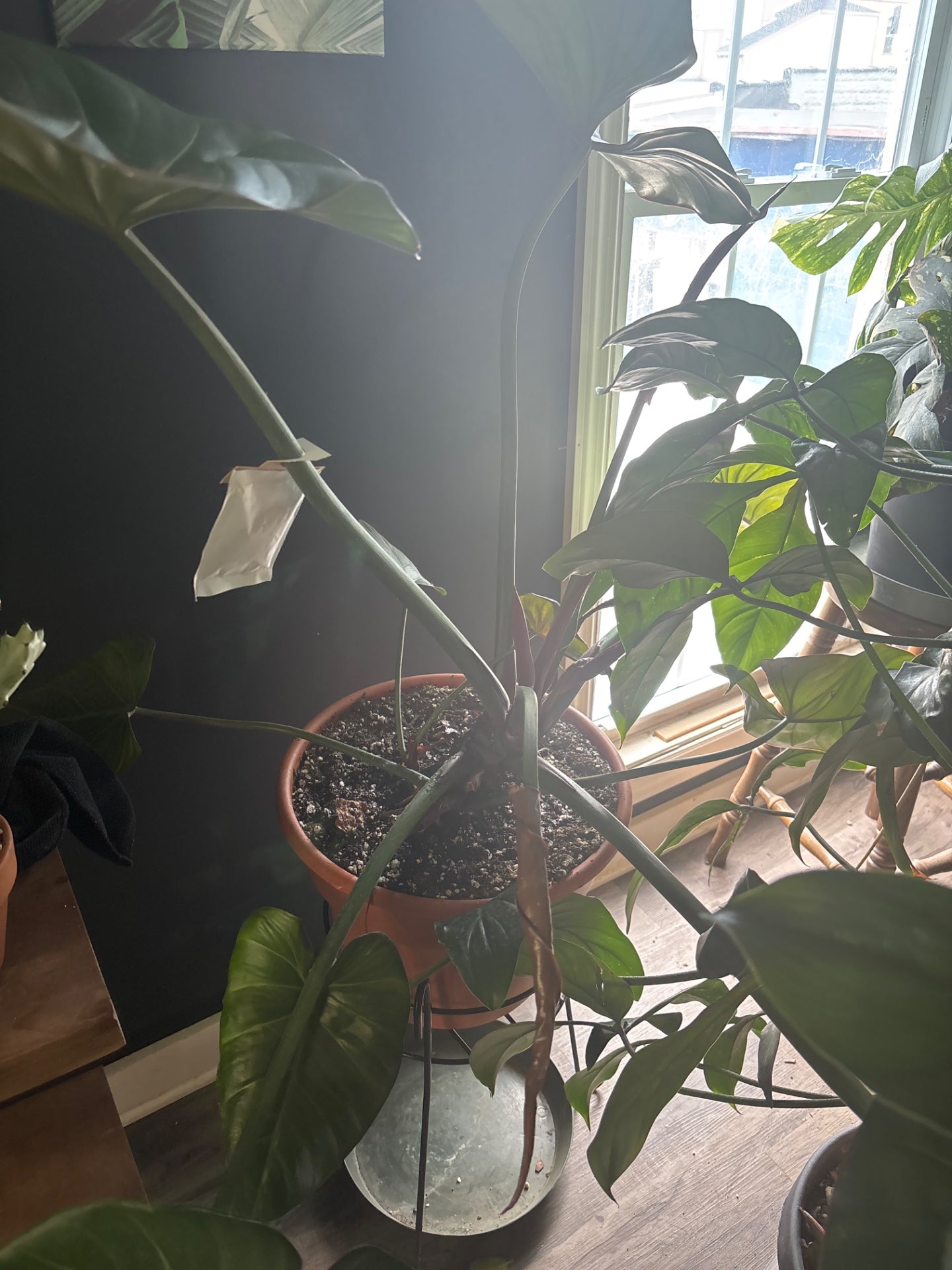 Philodendron cv. 'Summer Glory' (#162257094)