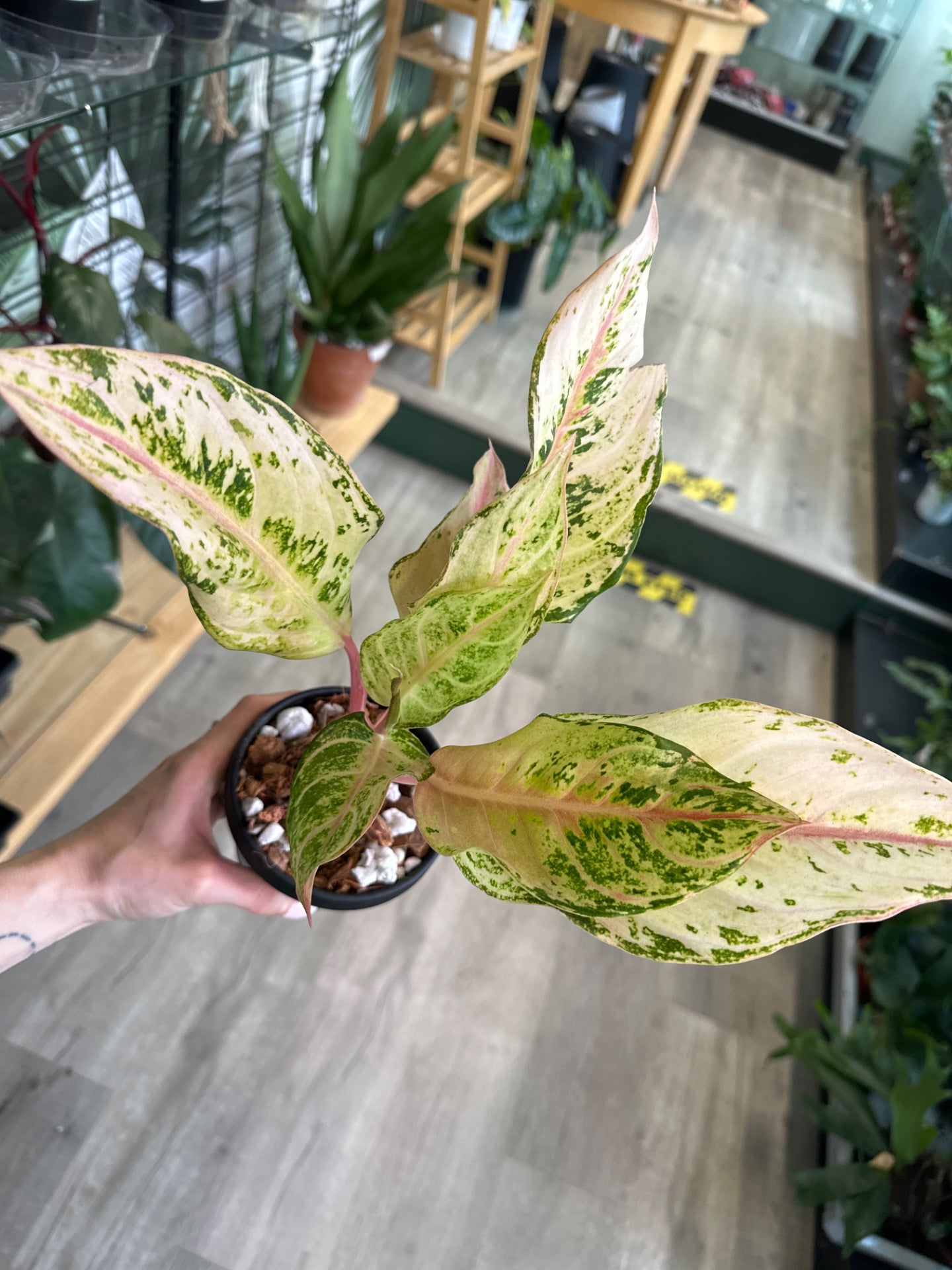 Aglaonema cv. 'Lucky' (#831597624)