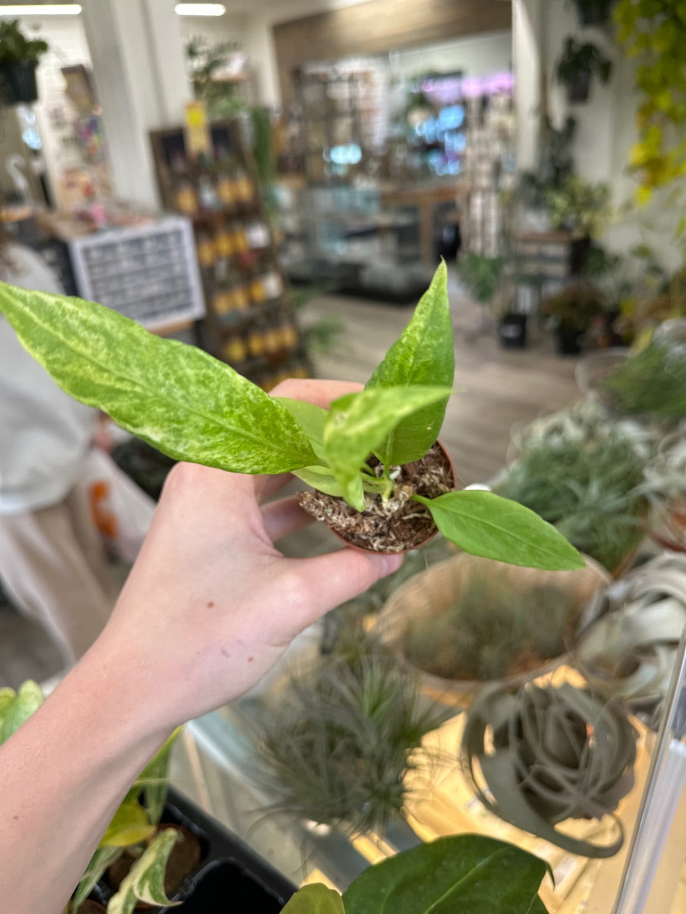 Anthurium vittarifolium 'Variegated' (#569179397)