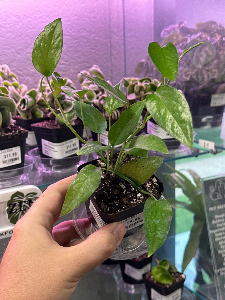 Epipremnum Aureum 'Skeleton Key' (#043384653)