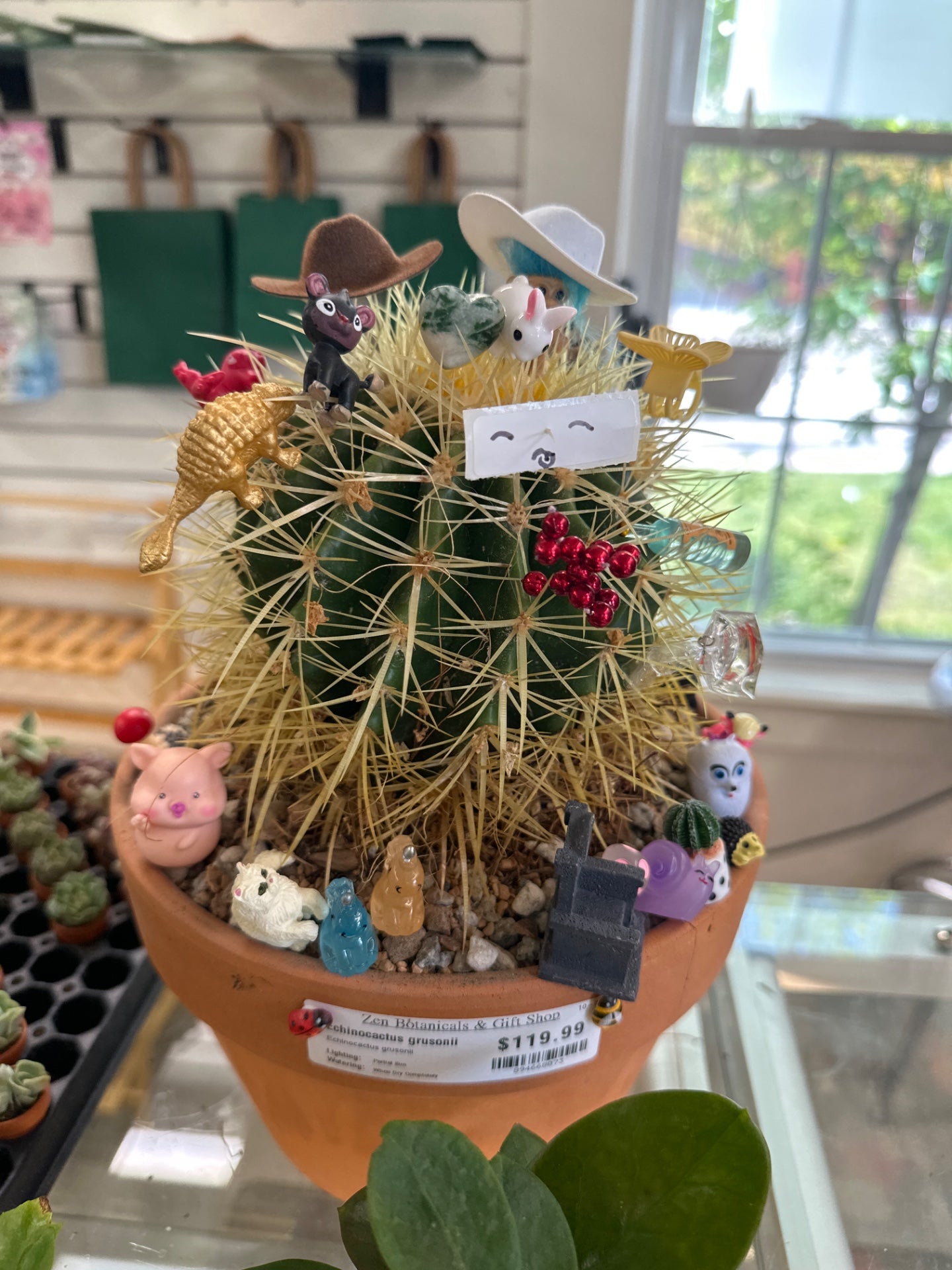 Echinocactus grusonii (#894668073)
