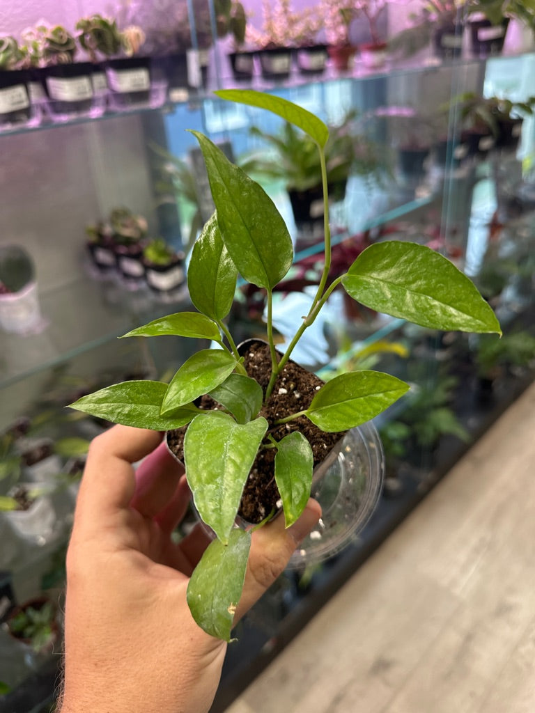 Epipremnum Aureum 'Skeleton Key' (#137539393)