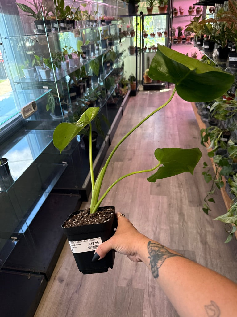 Monstera Deliciosa (#583794025)