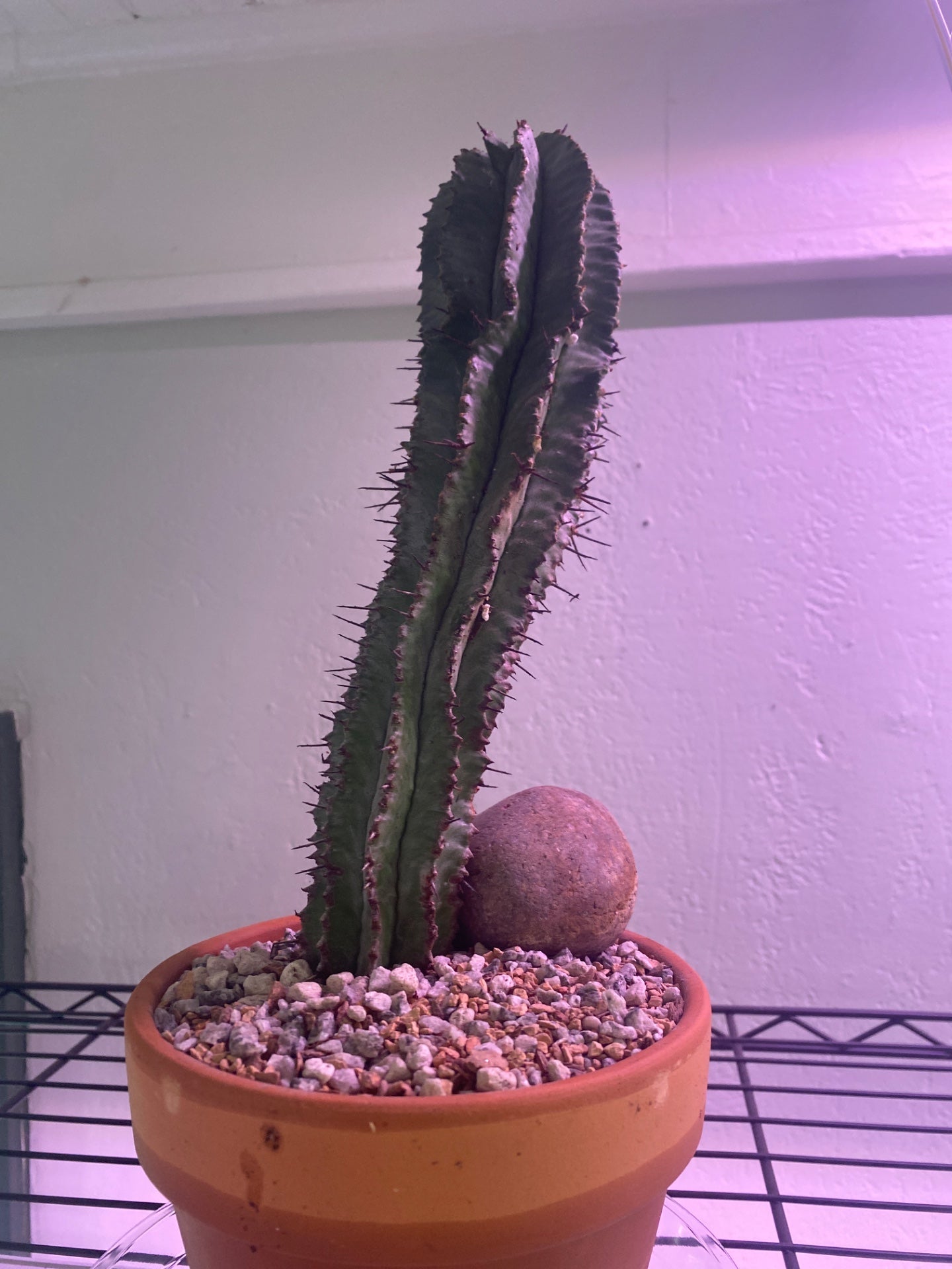 Euphorbia polygona (#545948026)
