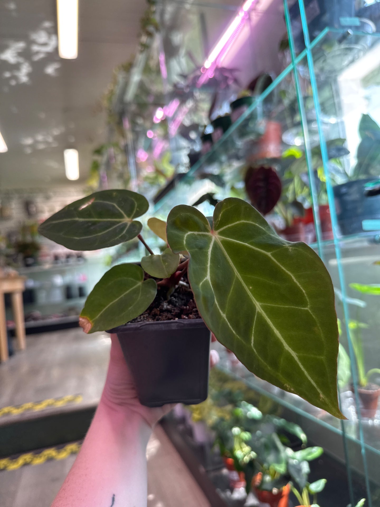 Anthurium noID (#472358640)