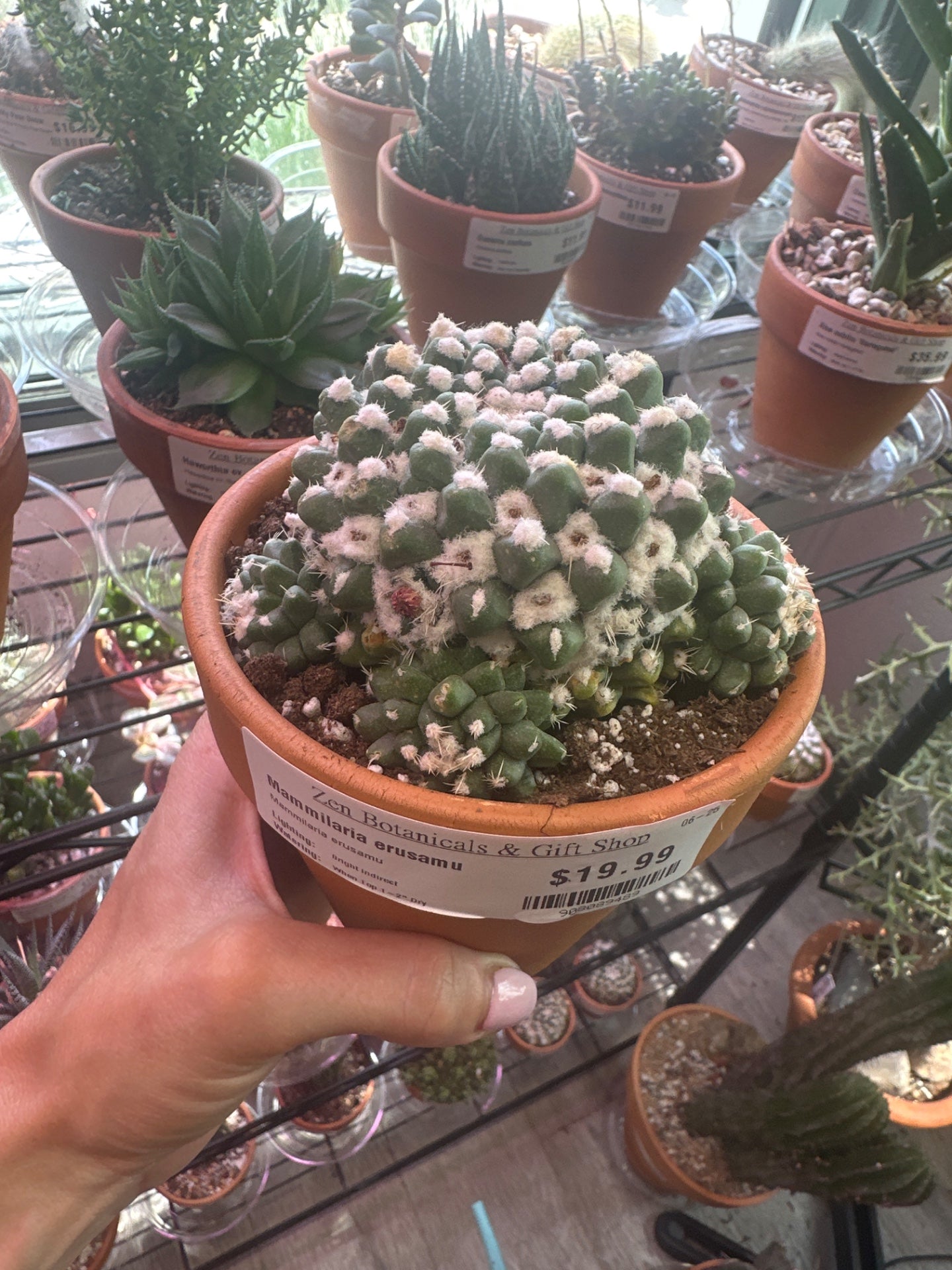 Mammilaria erusamu (#908089489)