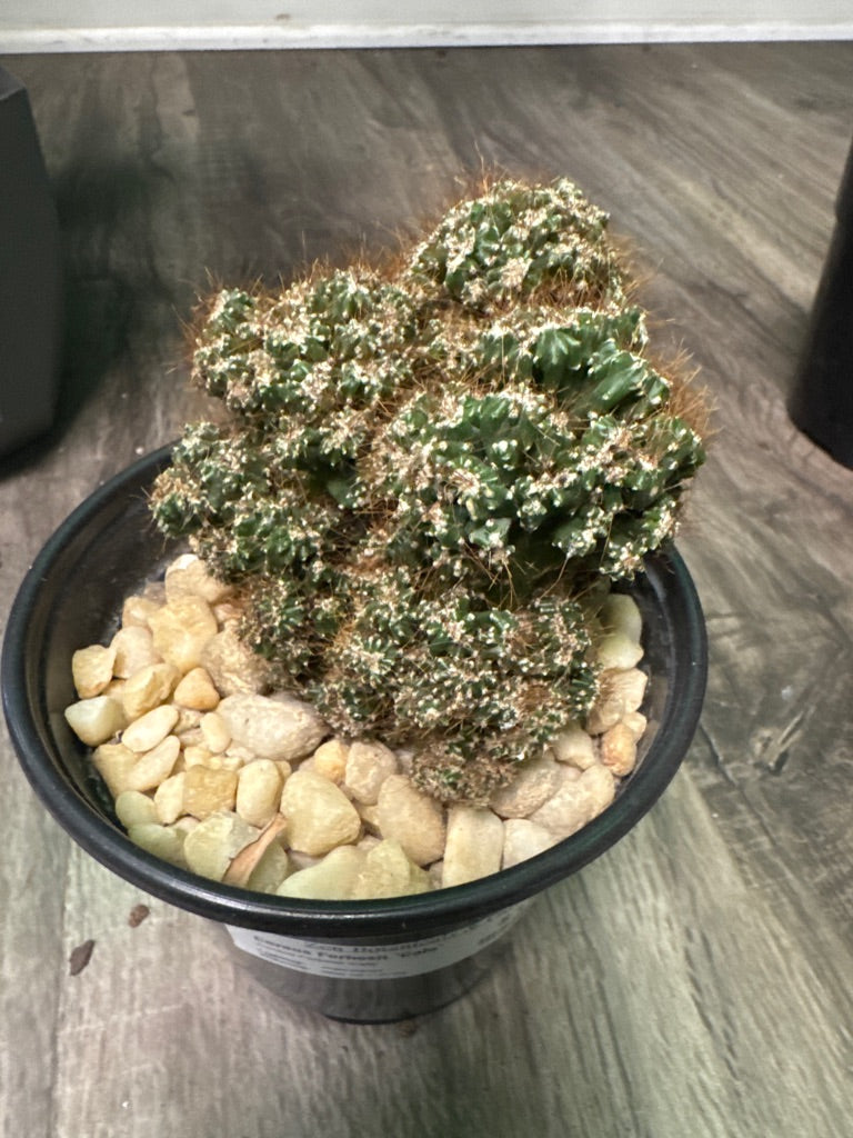 Cereus Forbesii 'Cafe' (#562699588)