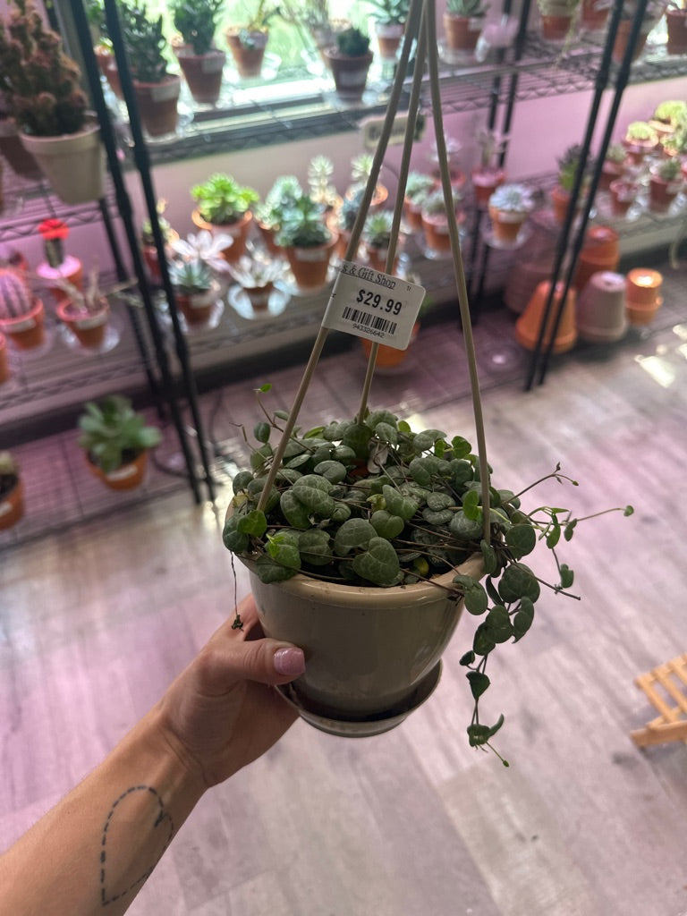 Ceropegia woodii 'String of Hearts' (#943326642)