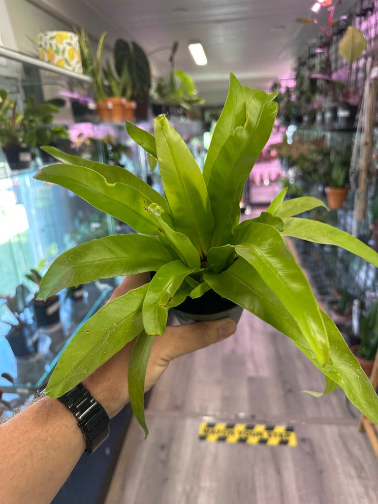 Asplenium Nidus (#233296665)