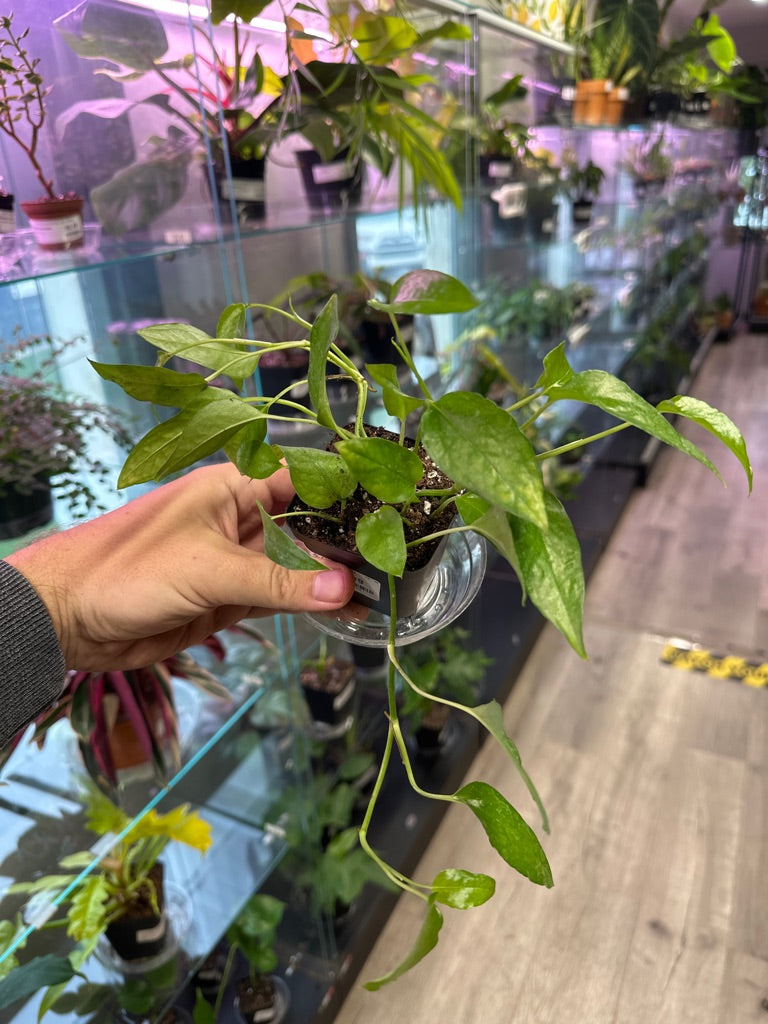 Epipremnum Aureum 'Skeleton Key' (#076022594)