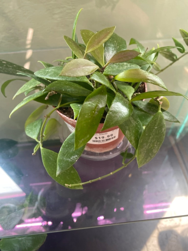 Hoya gracilis (#225968717)